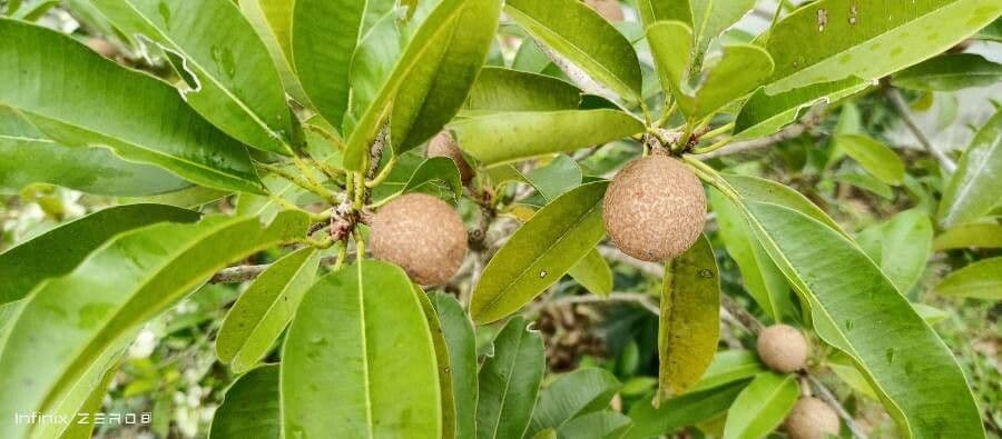 Sapodilla 5