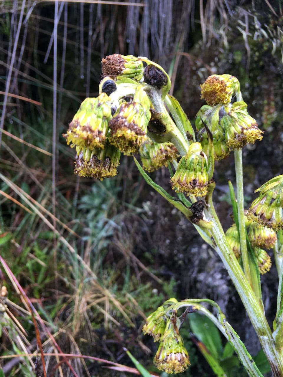 Senecio 2
