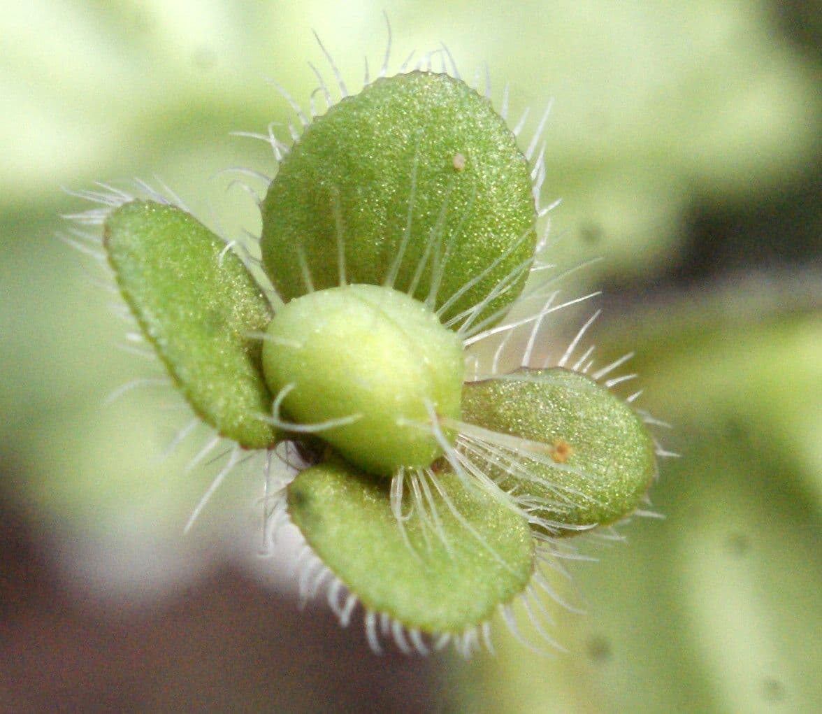 Veronica cymbalaria 5