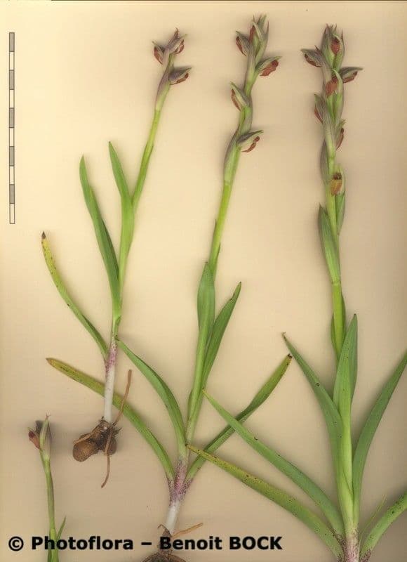Serapias parviflora 27