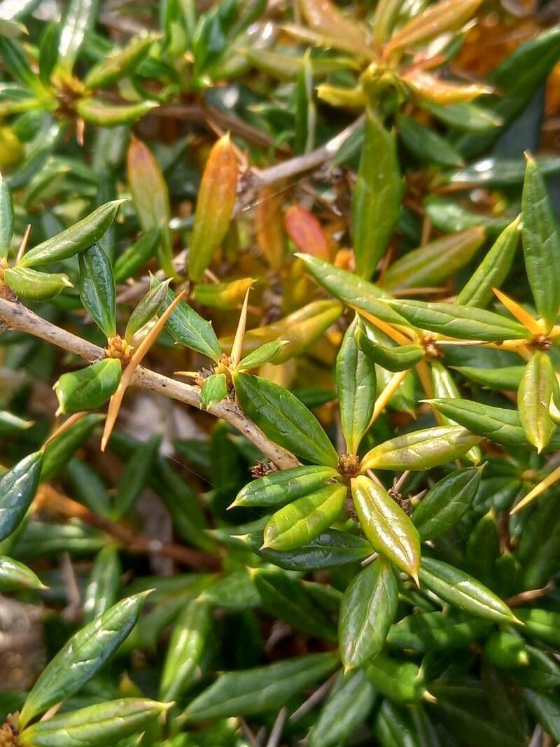Berberitze 6