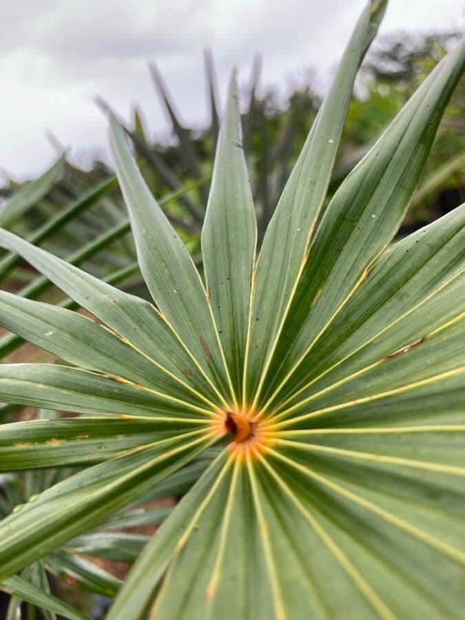 Coccothrinax 3