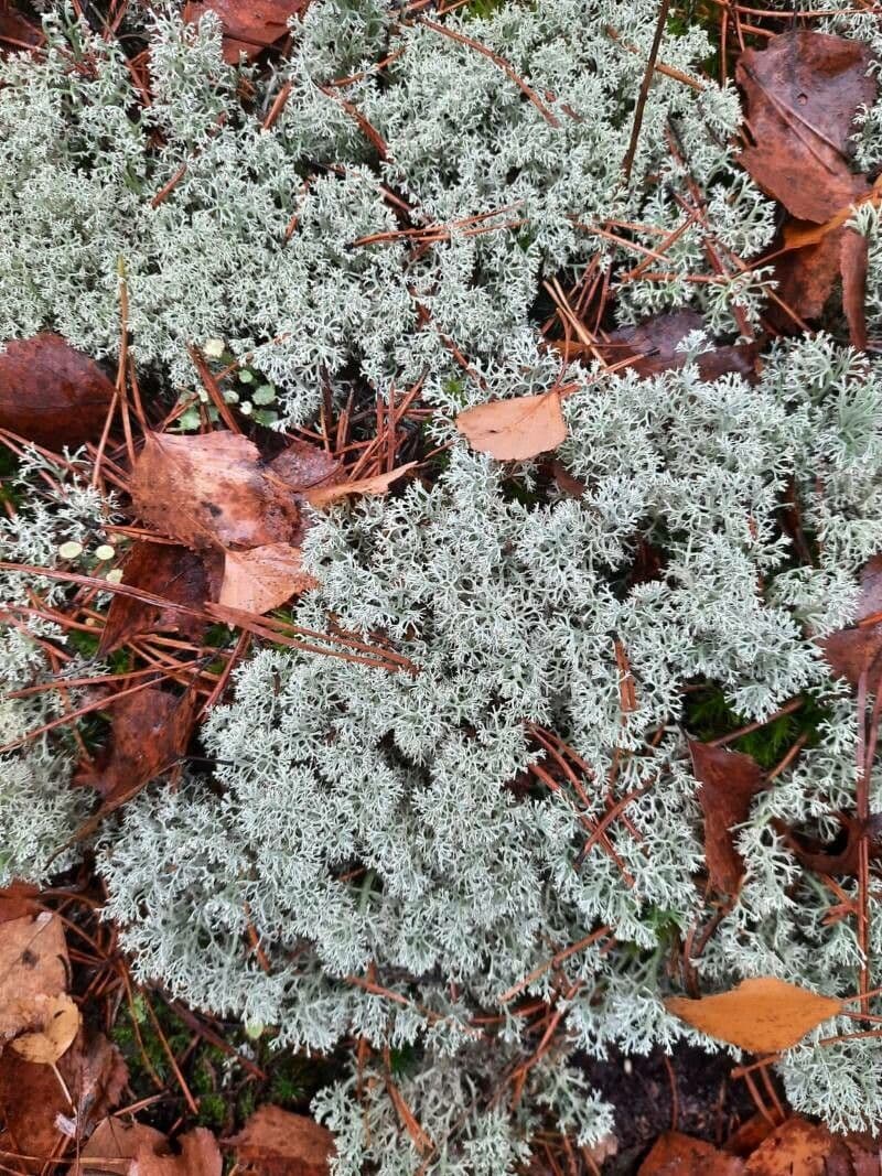 Weiße Artemisia 16
