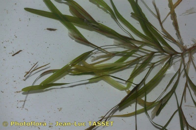 Erba-coltella ottusa