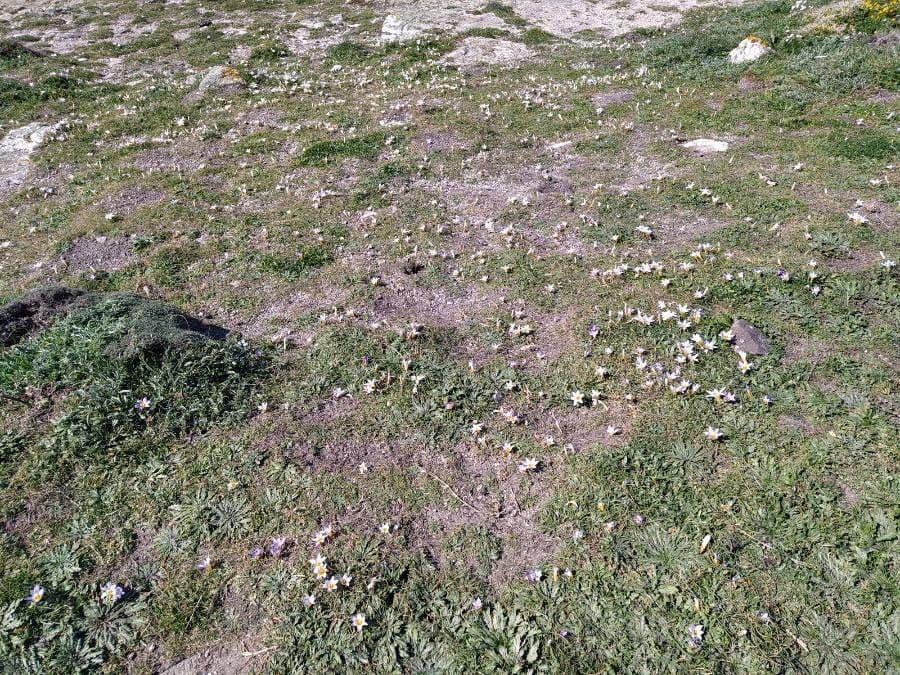 Romulea 7