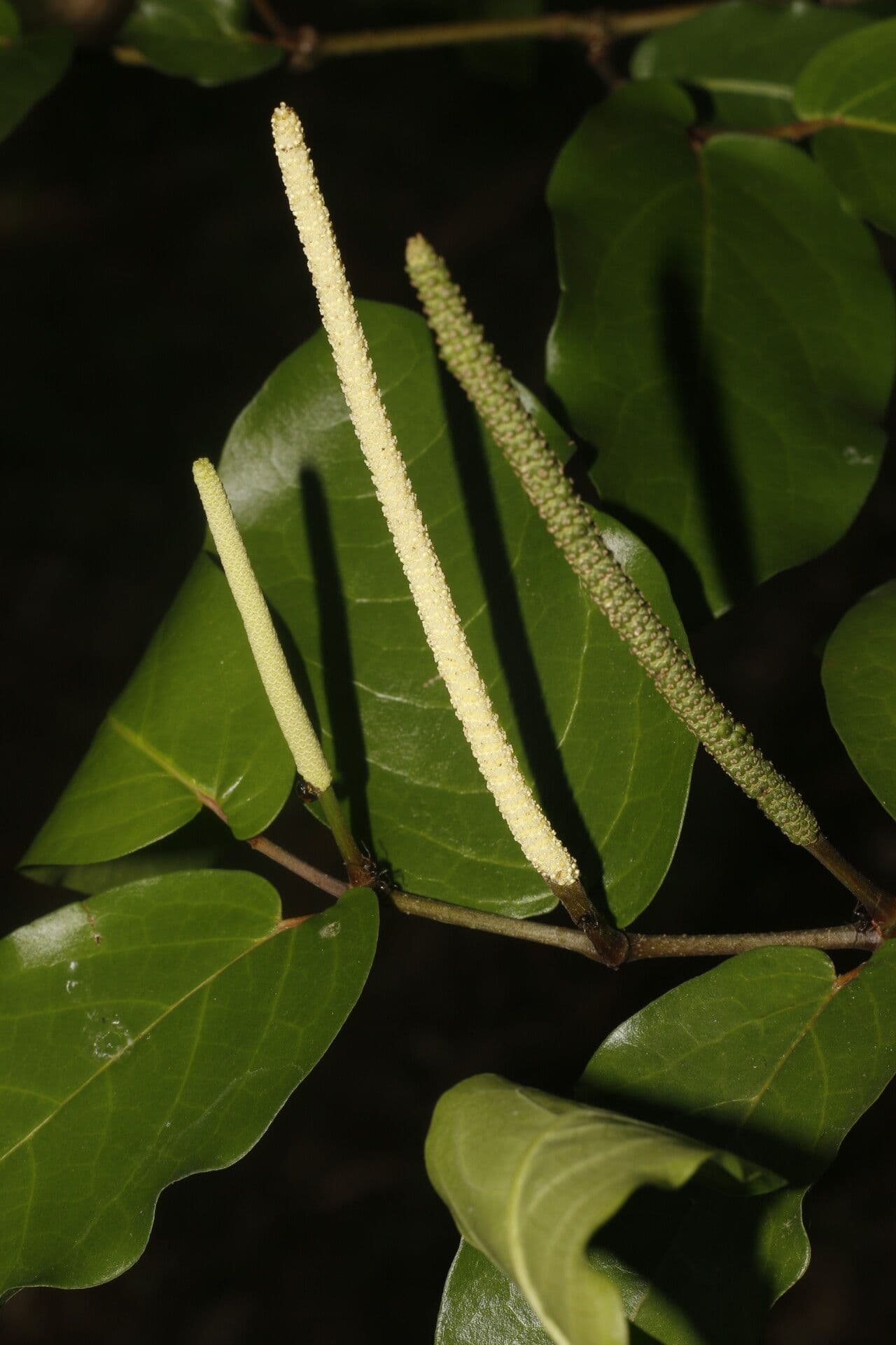 Pimienta tuberculada 4
