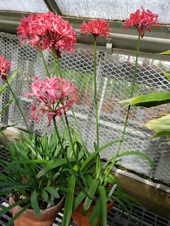 Nerine 6