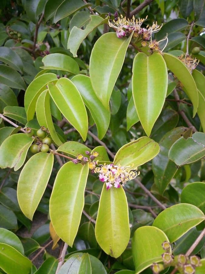 Mouriri de Guyane 4