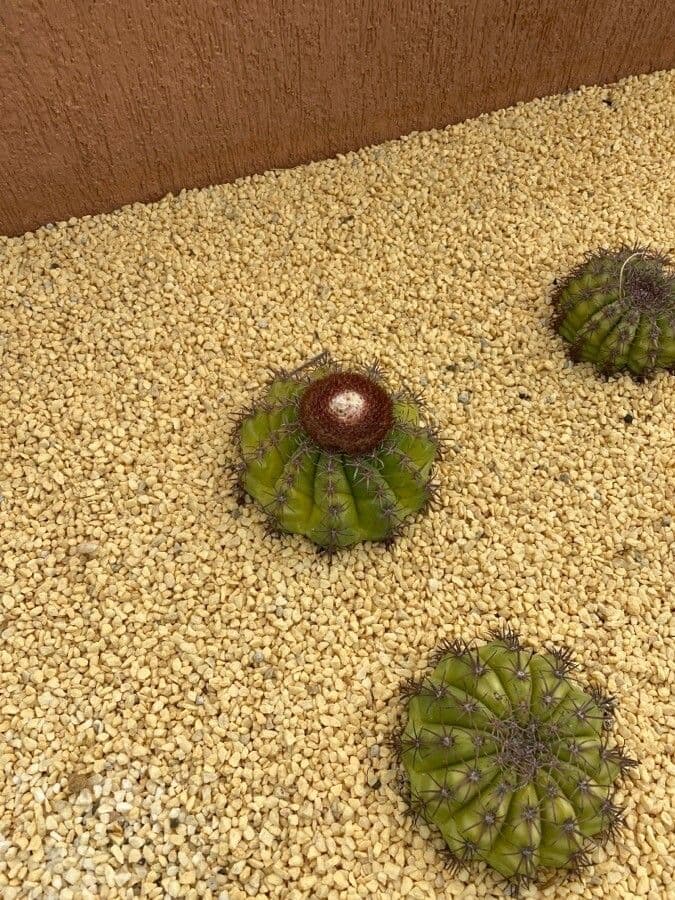 Melocactus 2