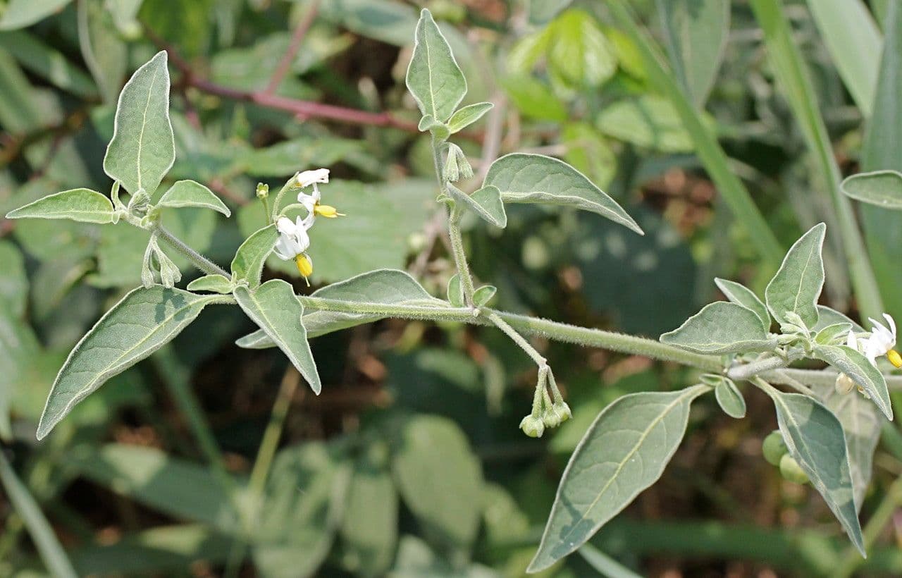 Solanum chenopodioides 25