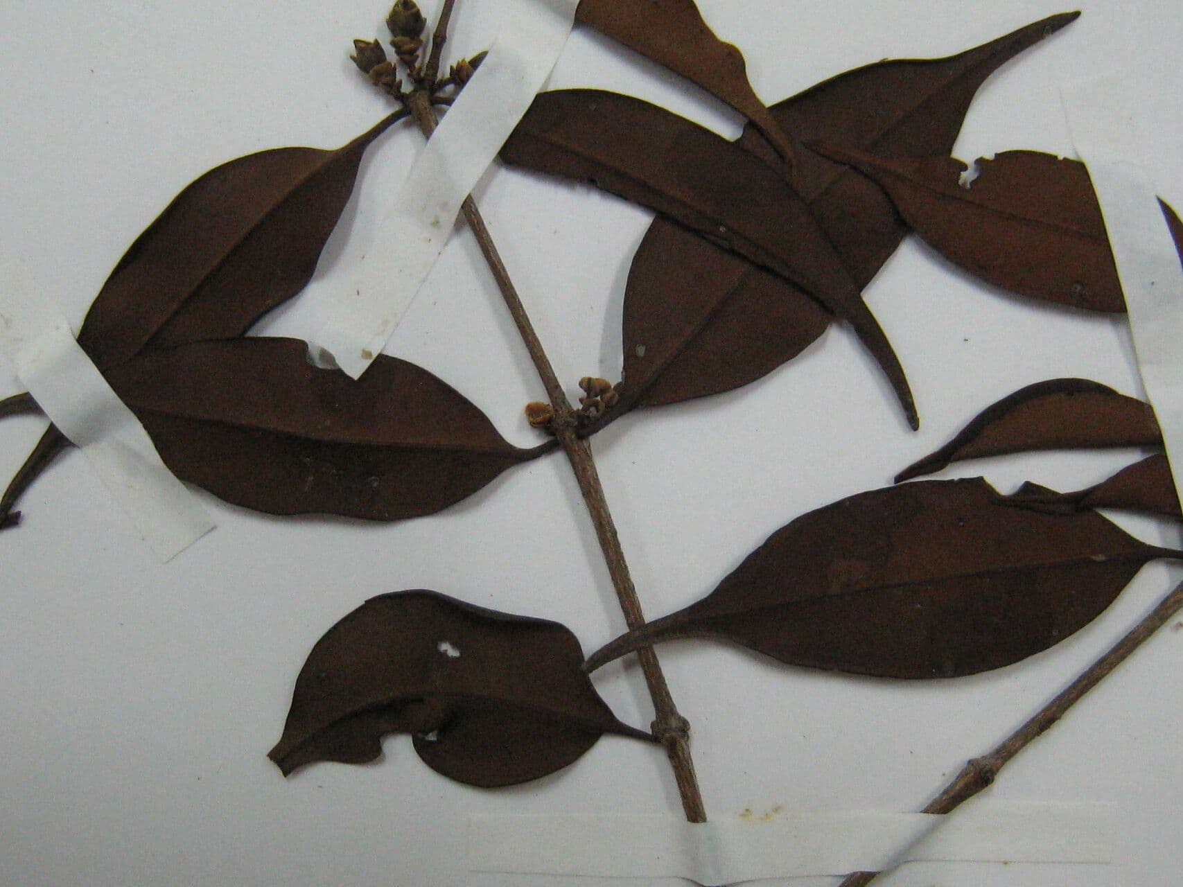 Mouriri angolocostata 6