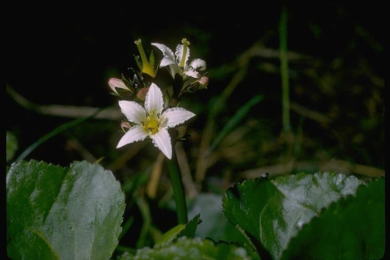 Hühnerkamm-Blatt 4