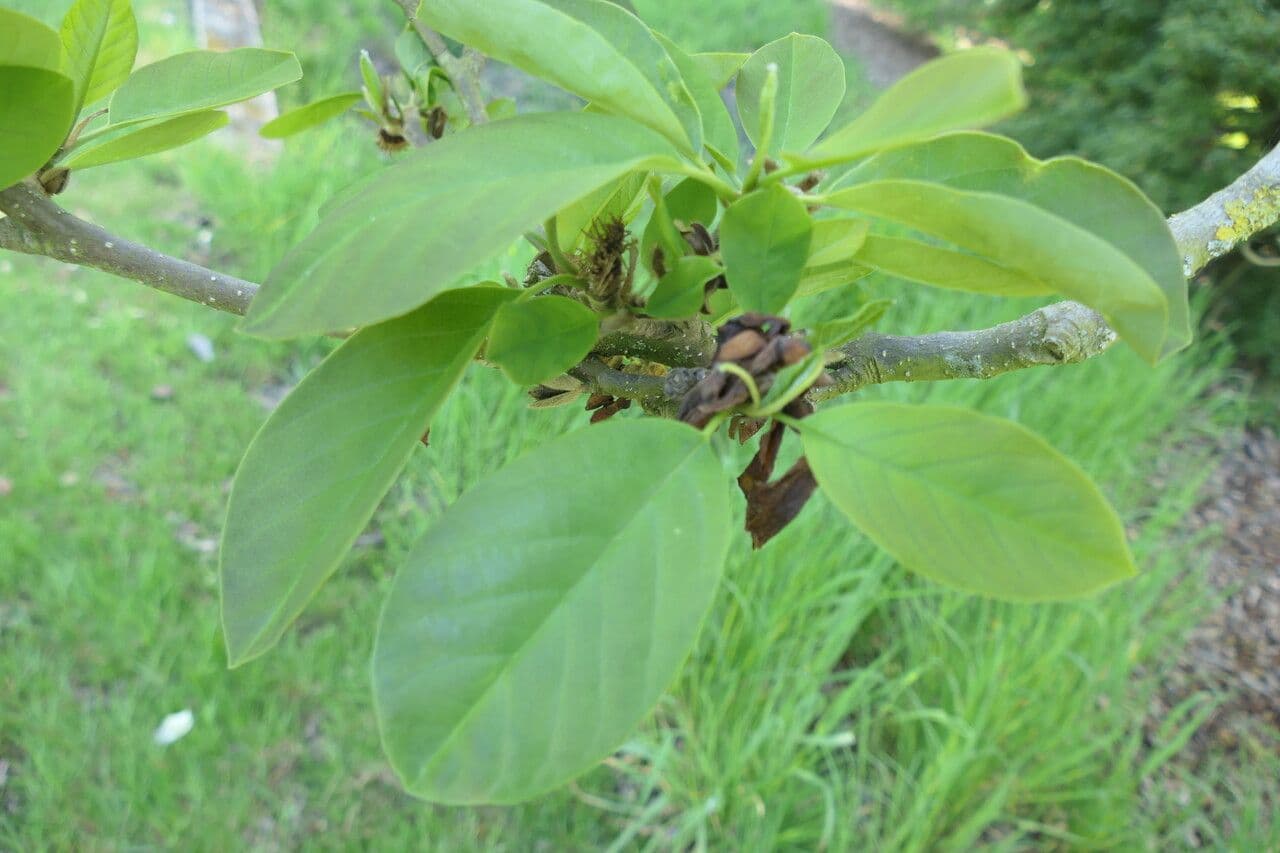Magnolia cilindrica 5
