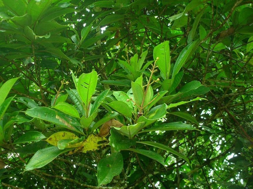 Conostegia luquillo 12