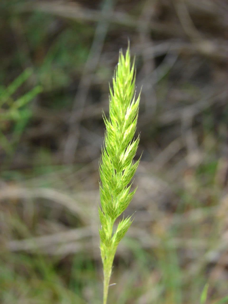 Nit grass 3