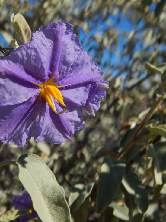Solanum hindsianum 8