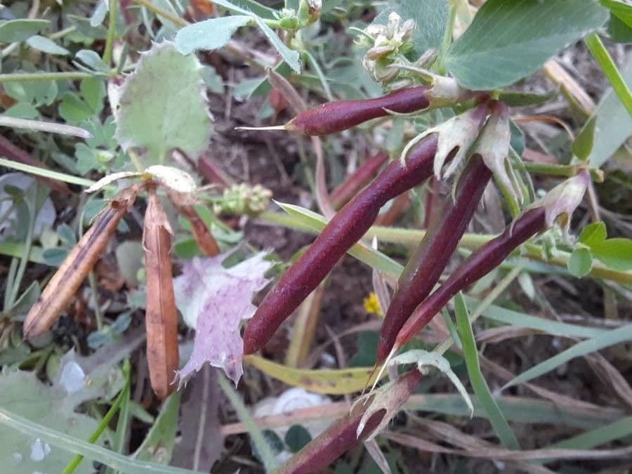 Lotier corniculé 5