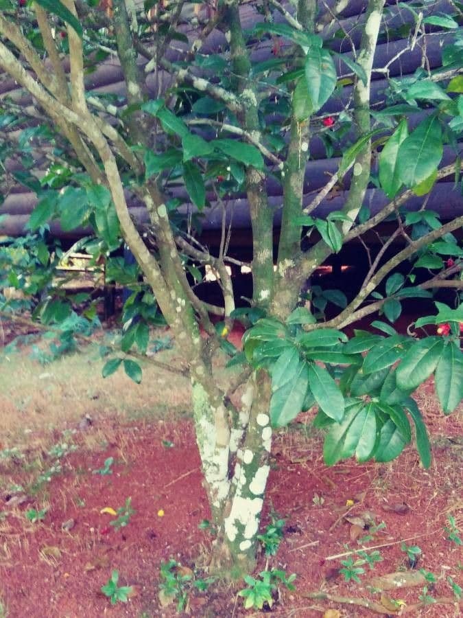 Ochna serrulata 21