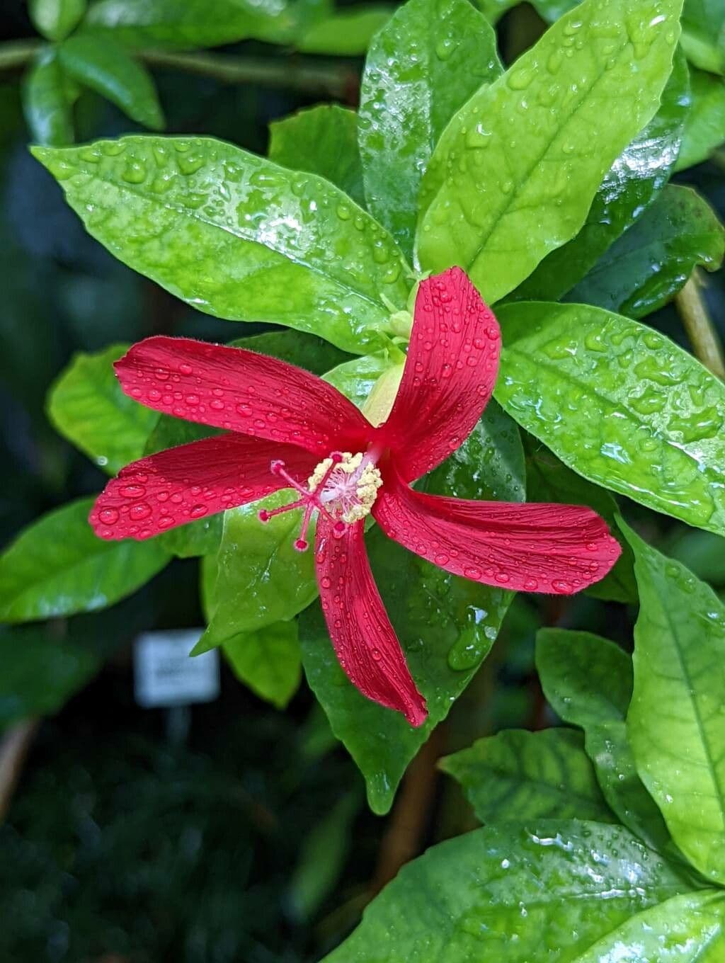 Hibiskus 2