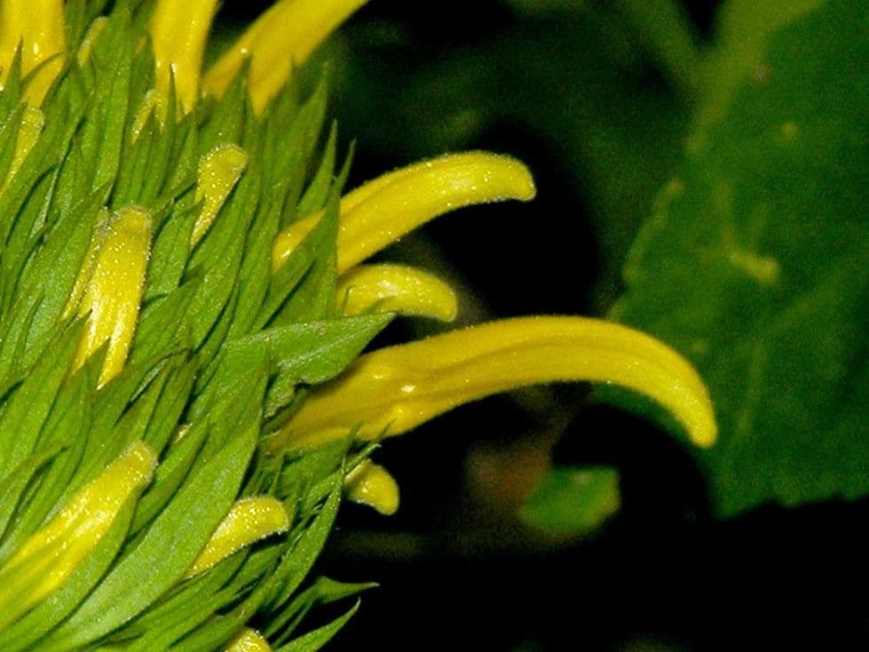 Giustizia dorata