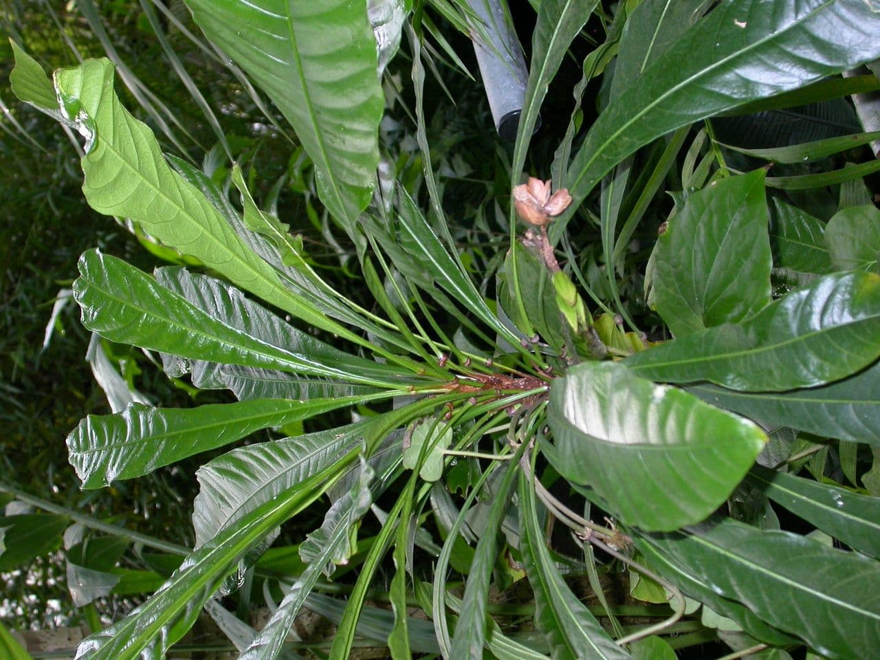 Erythrochiton