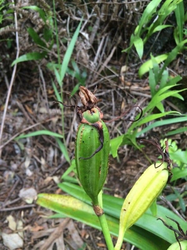 Angraecum eburneum 3