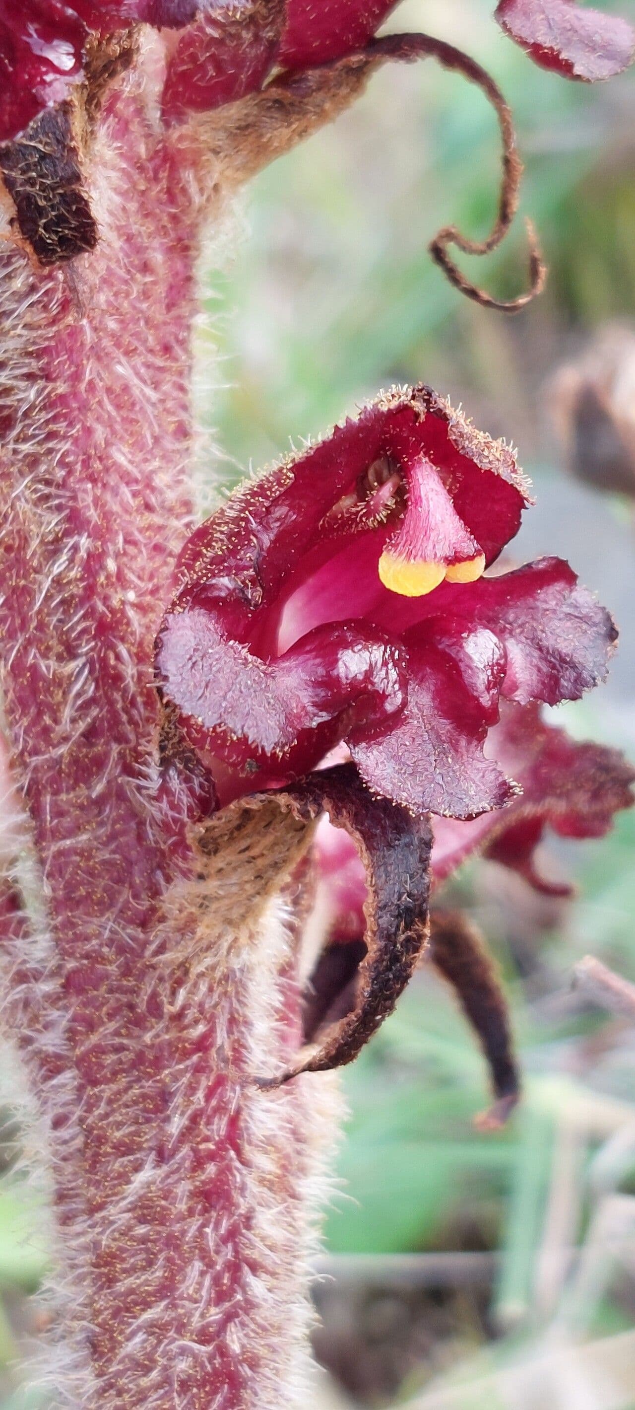 Orobanca variegata 5
