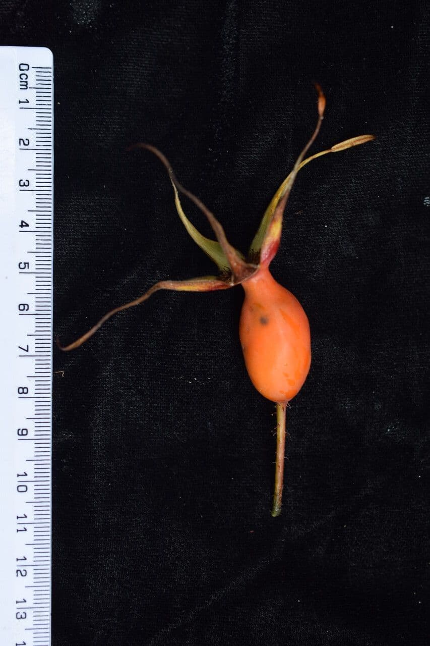 Großblättrige Rose 2