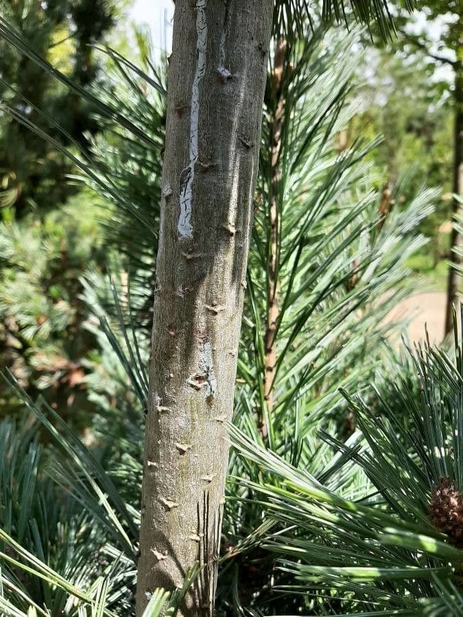 Flexible Kiefer 18