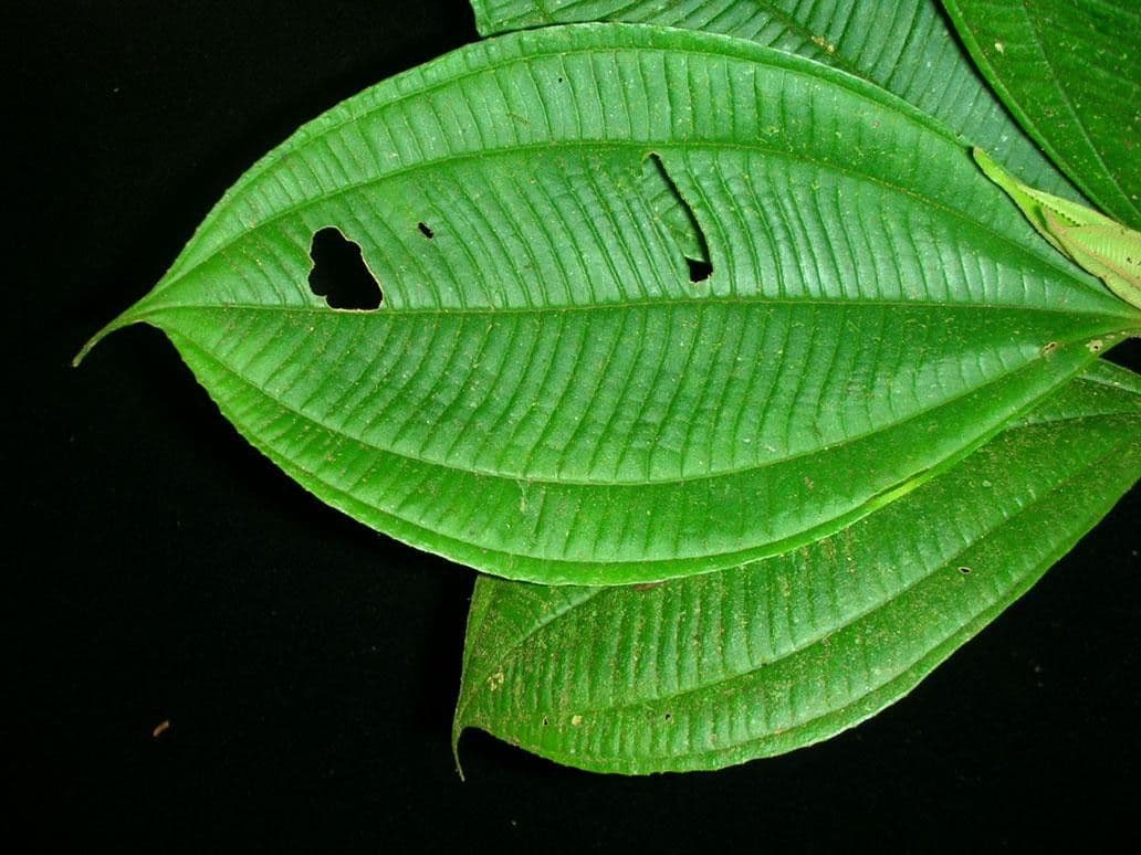 Miconia 12