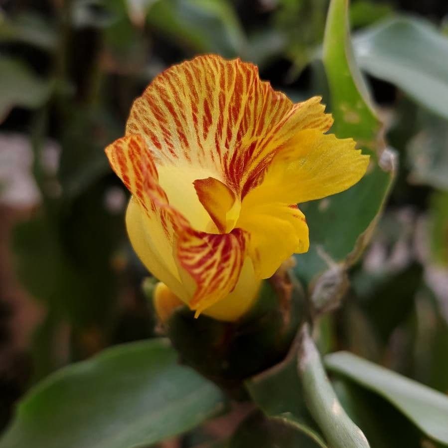 Costus 3