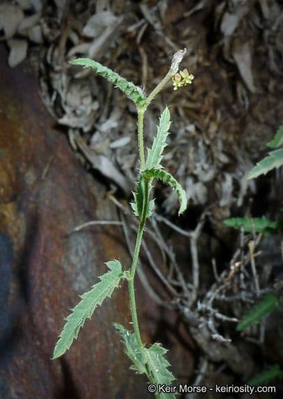 Tragia ramosa 10