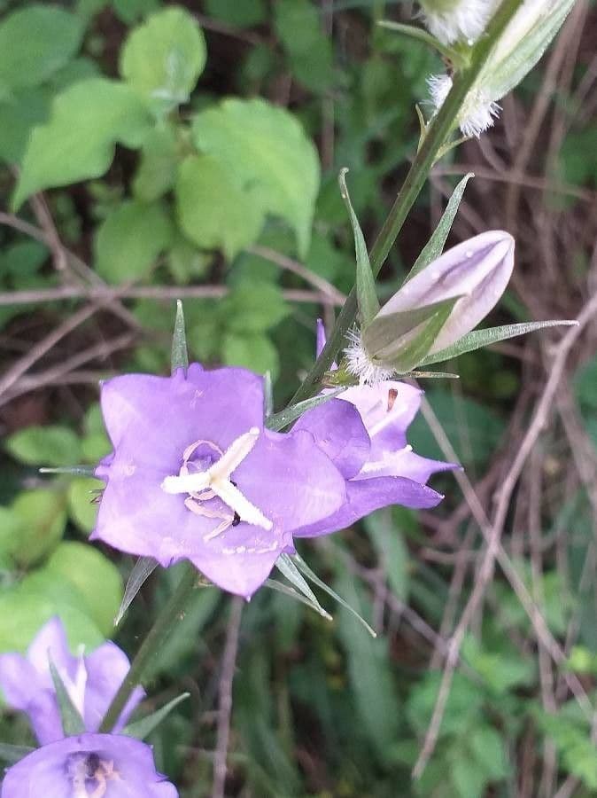 Rundblättrige Glockenblume 7