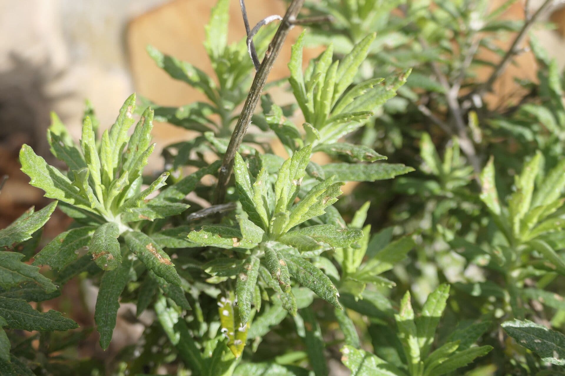 Senecio pterophorus 21
