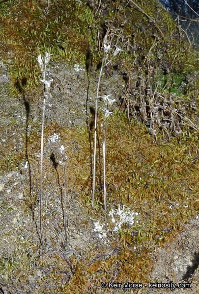 Jepsonia parryi 10