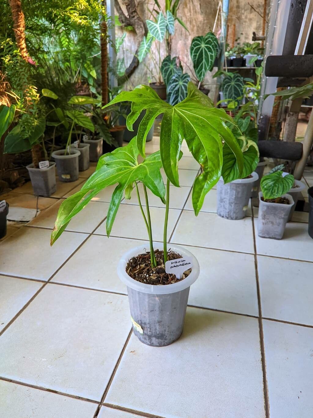 Anthurium 5