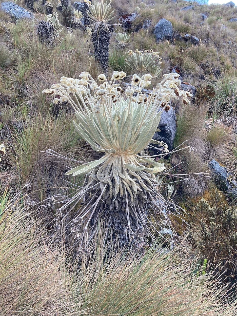 Espeletia 9