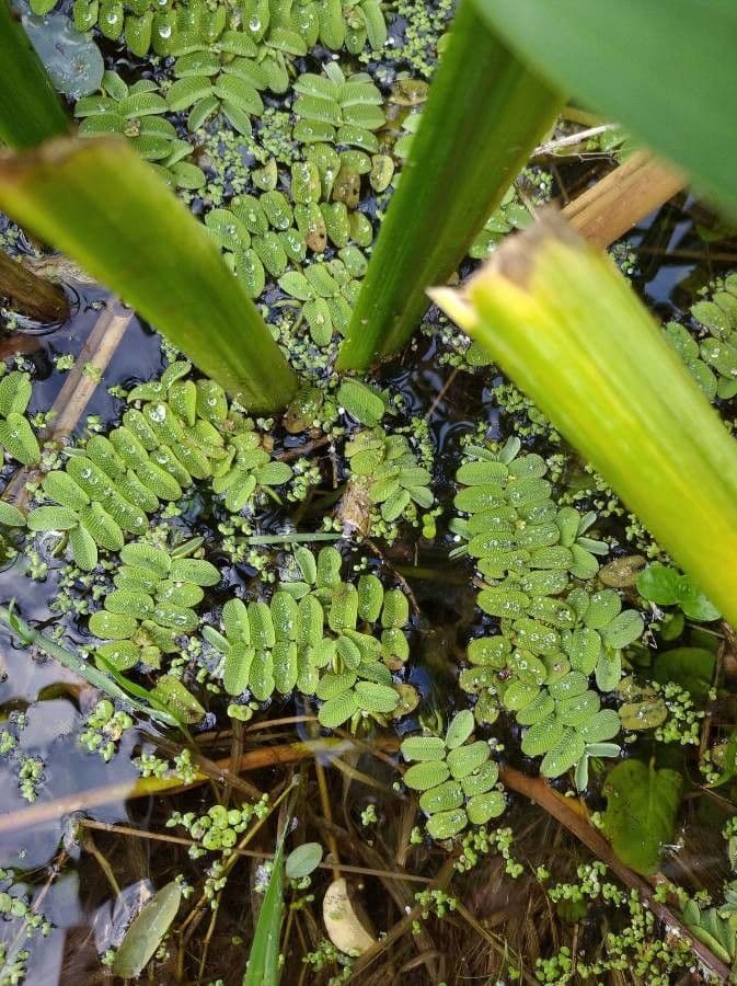 Salvinia natans 14