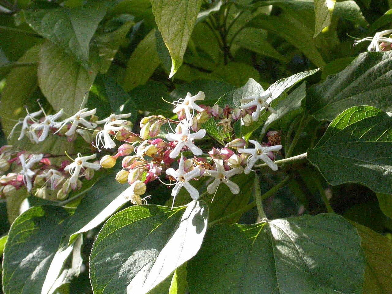 Glory bower 7