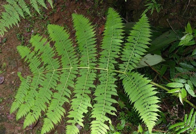 Cyathea bicrenata 7
