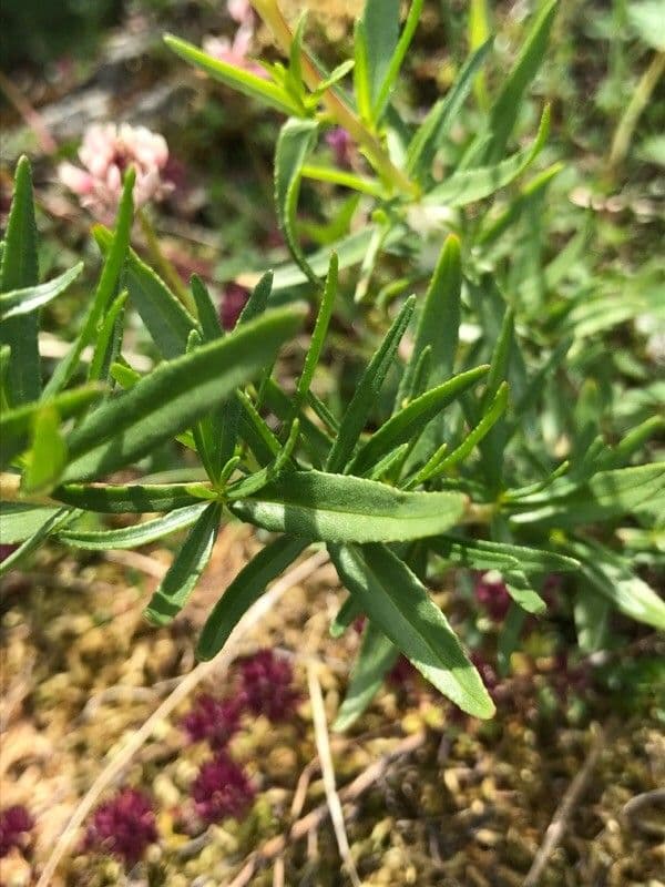 Épilobe 10