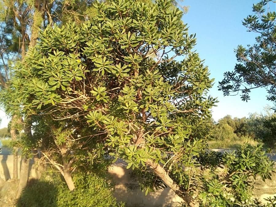 Globularia salicina 10