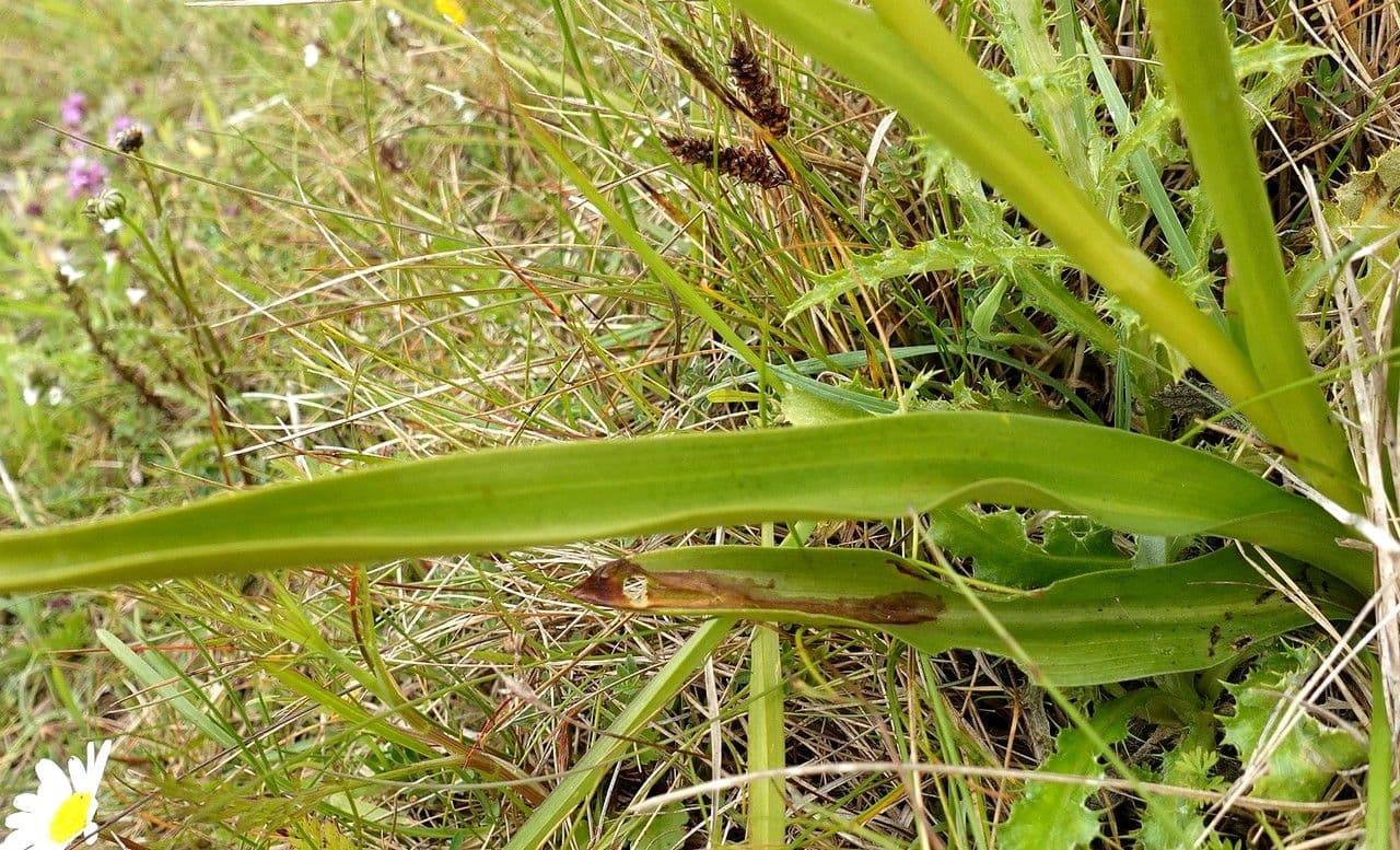 Manina rosea 19