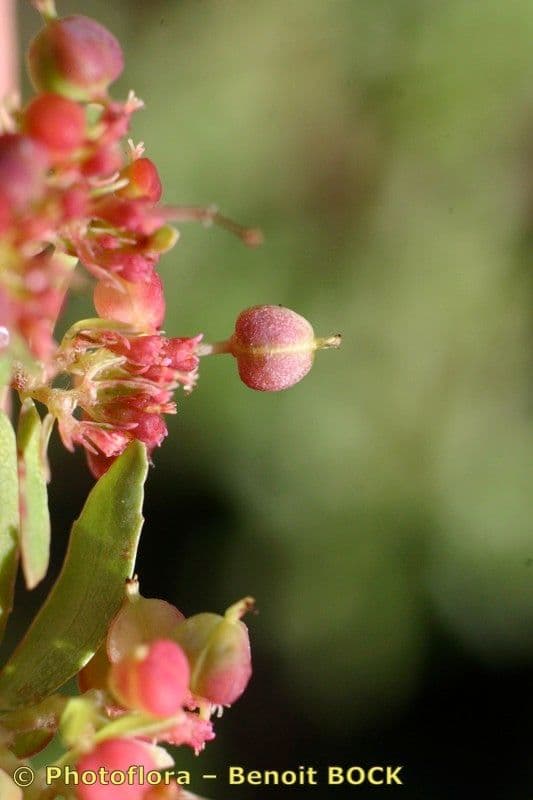 Euforbia pendula