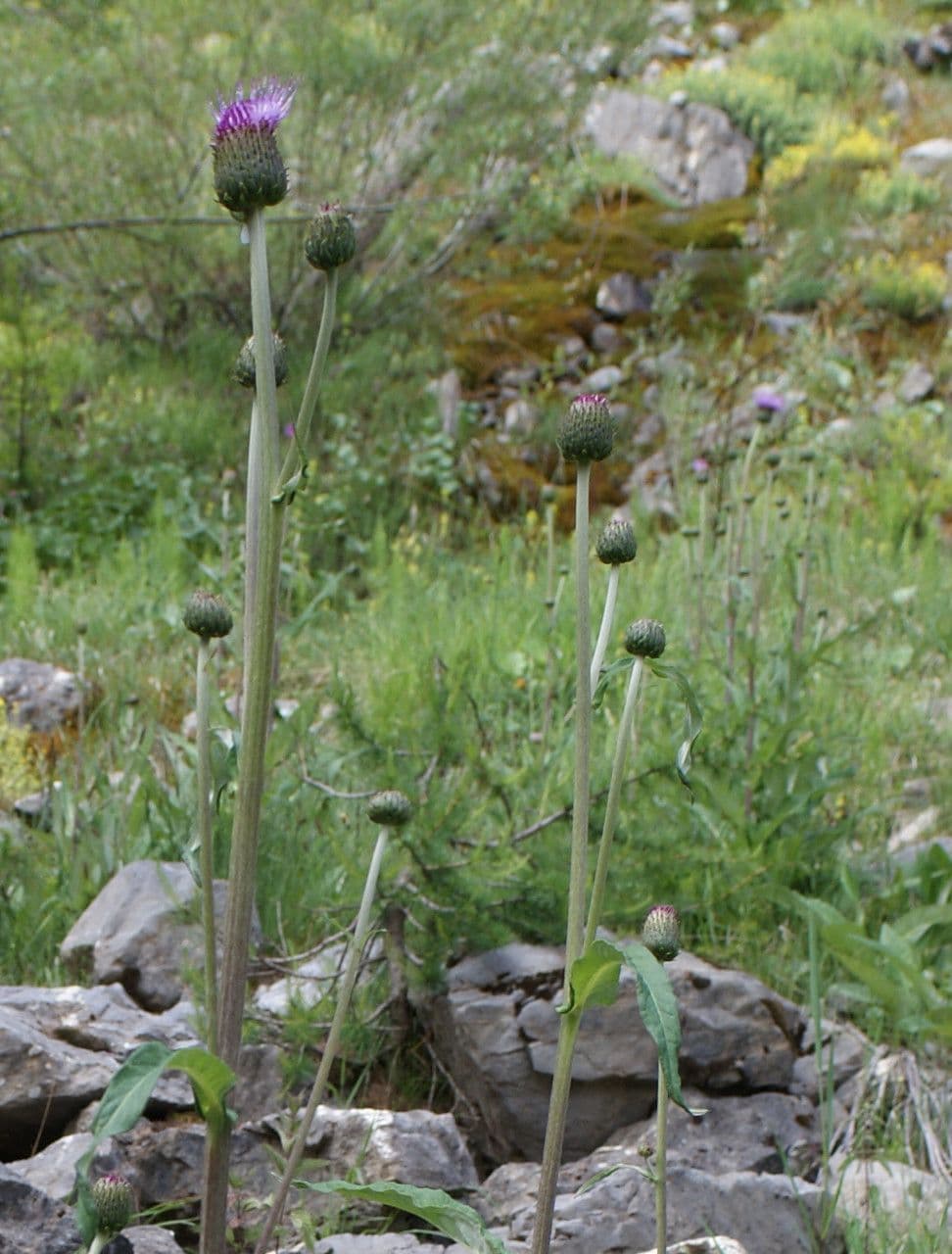 Cardo eterofillo 13