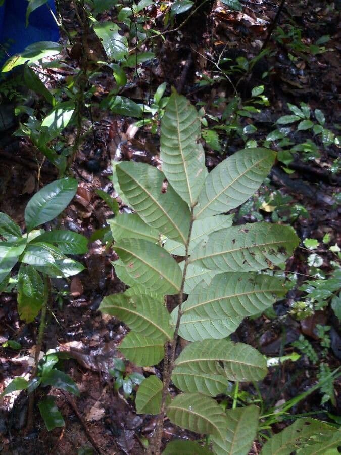 Cupania scrobiculata 9