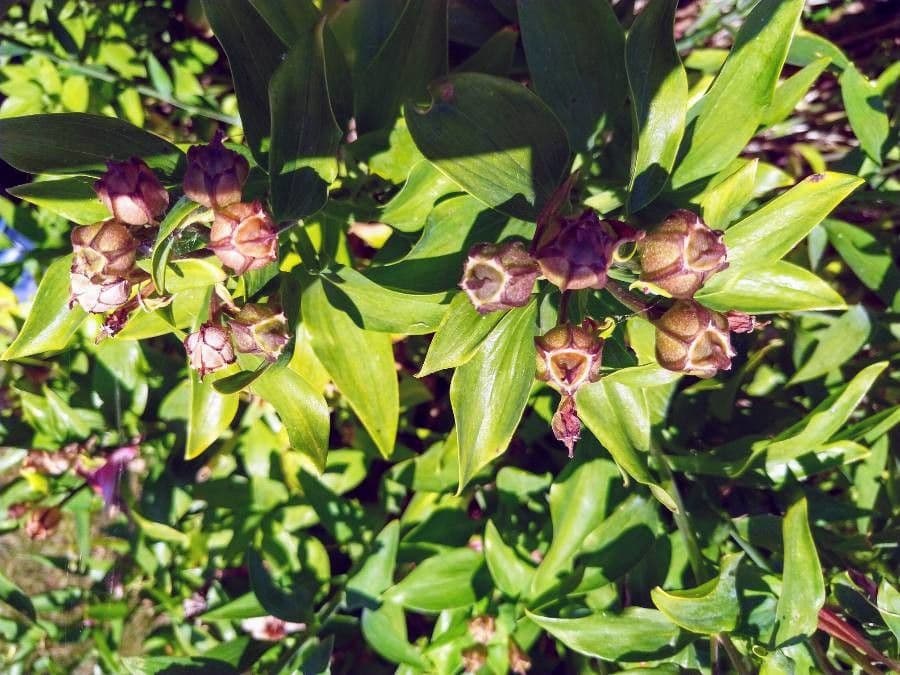 Alstroemeria aurea 2