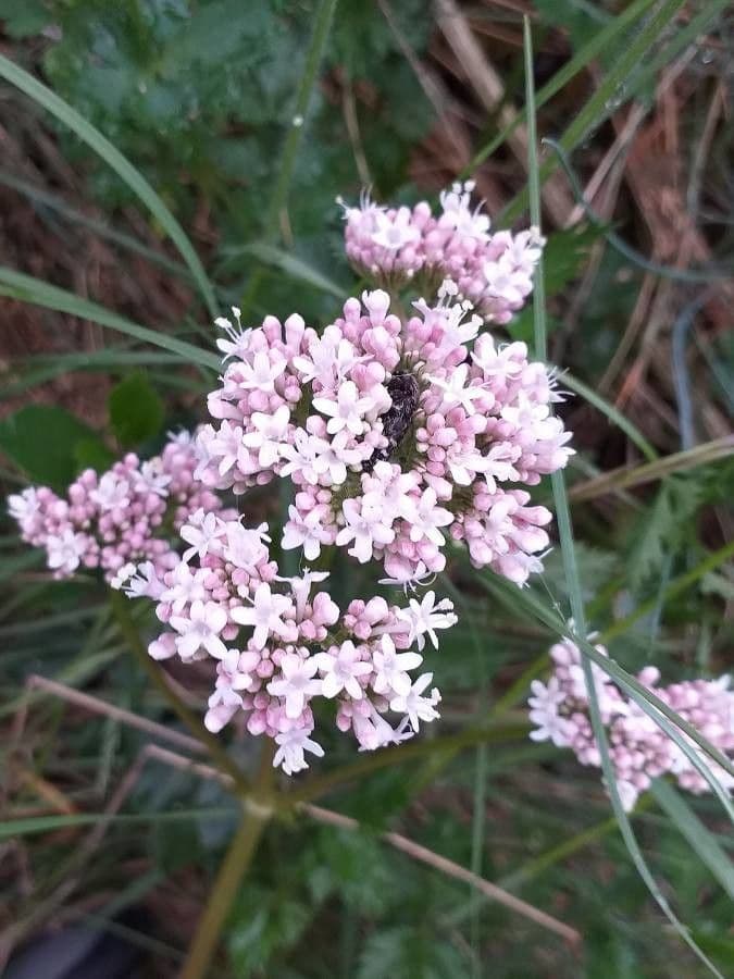Valeriana tuberosa 10