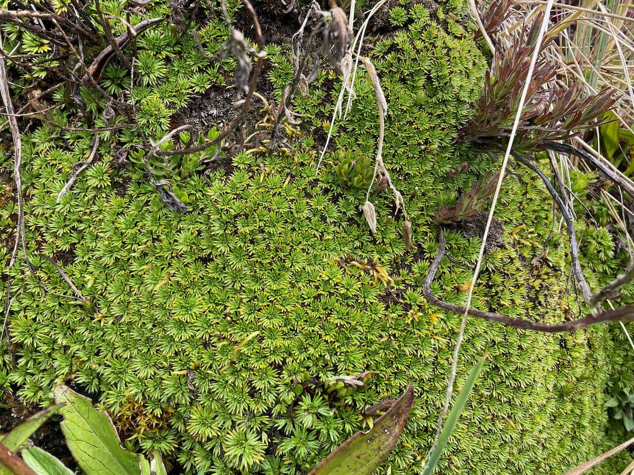 Azorella 6