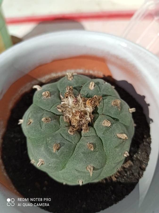 Peyote 3
